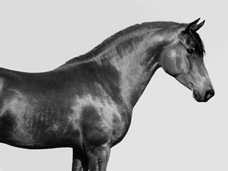 Orpheus, Arab Horse by Pangea Images art print