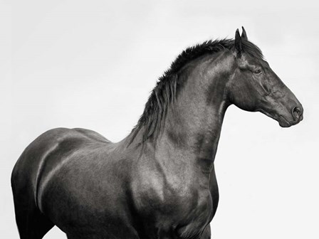King Mamba, Stallion by Pangea Images art print
