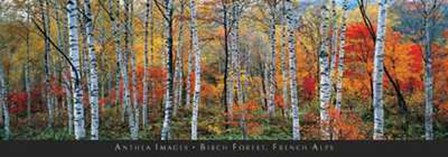 Birch Forest, French Alps art print