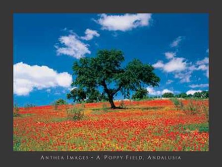 Poppy Field, Andalusia art print