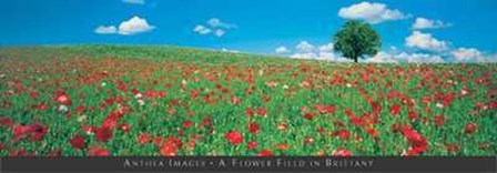 Flower Field in Brittany art print