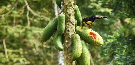 Toucan Bird Feeding on Papaya Tree, Costa Rica by Panoramic Images art print
