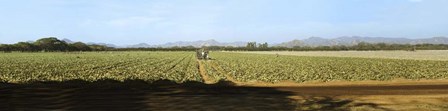 View of Cantaloup Field, Costa Rica by Panoramic Images art print