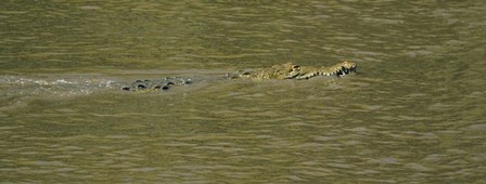 Crocodile in a River, Palo Verde National Park, Costa Rica by Panoramic Images art print