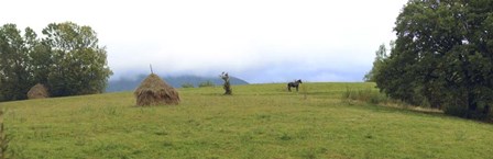 Horse in a Field, Transylvania, Romania by Panoramic Images art print