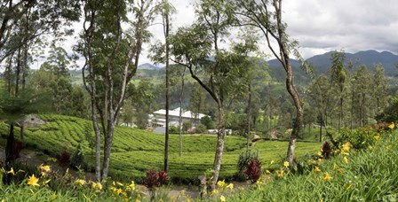 Norwood Tea Factory, Sri Lanka by Panoramic Images art print