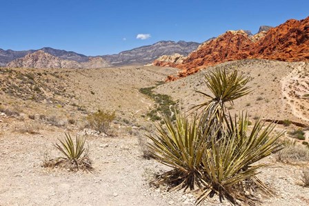 Cactus, Red Rock Canyon National Conservation Area,  Las Vegas, Nevada by Panoramic Images art print
