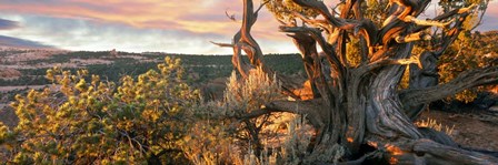 Sunrise Sets a Juniper Aglow, Navajo National Monument, Arizona by Panoramic Images art print