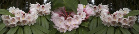 Close-Up of Rhododendron Flowers by Panoramic Images art print