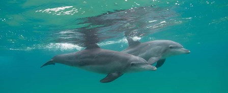 Two Bottle-Nosed Dolphins Swimming in Sea, Sodwana Bay, South Africa by Panoramic Images art print