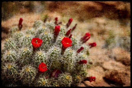 Desert Flower 3 by LightBoxJournal art print