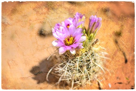 Desert Flower 4 by LightBoxJournal art print