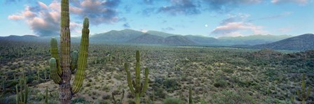 Cardon Cactus, Baja California Sur, Mexico by Panoramic Images art print