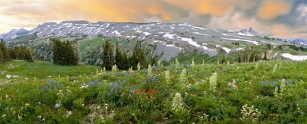 Wildflowers along the Death Canyon Shelf, Grand Teton National Park, Wyoming by Panoramic Images art print