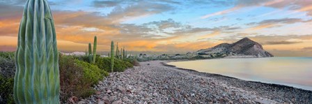 Cardon Cacti on the Coast, Bay of Concepcion, Sea of Cortez, Baja California Sur, Mexico by Panoramic Images art print