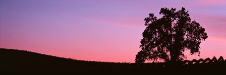 Silhoutte of Oaktree in Vineyard, Paso Robles, California by Panoramic Images art print