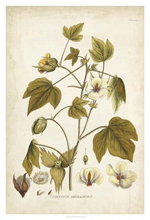 Elegant Botanical I by J.j. Plenck art print