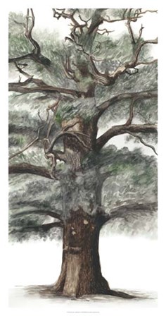 Oak Tree Composition I by Naomi McCavitt art print