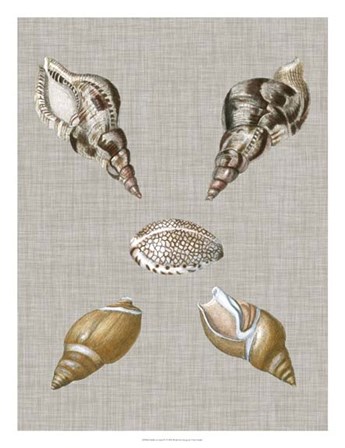 Shells on Linen IV by Vision Studio art print
