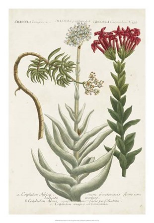 Botanical Varieties I by Joseph Weinmann art print