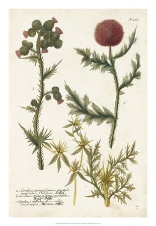 Botanical Varieties II by Joseph Weinmann art print