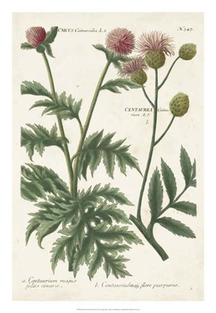 Botanical Varieties III by Joseph Weinmann art print