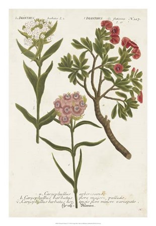 Botanical Varieties IV by Joseph Weinmann art print