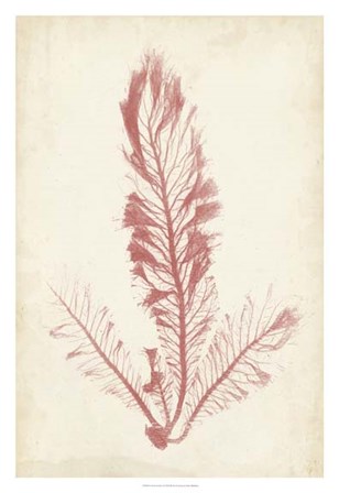 Coral Sea Feather I by Henry Bradbury art print