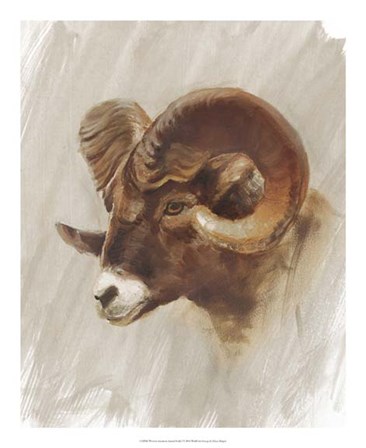 Western American Animal Study I by Ethan Harper art print
