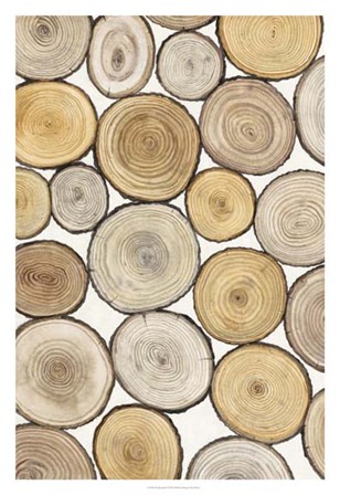 Tree Ring Study I by Timothy O&#39;Toole art print