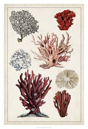 Antique Coral Study I by Naomi McCavitt art print