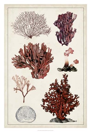 Antique Coral Study II by Naomi McCavitt art print