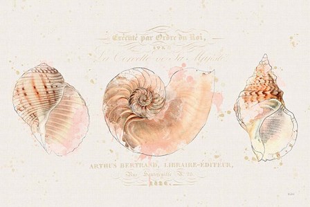 Shell Collector I by Katie Pertiet art print