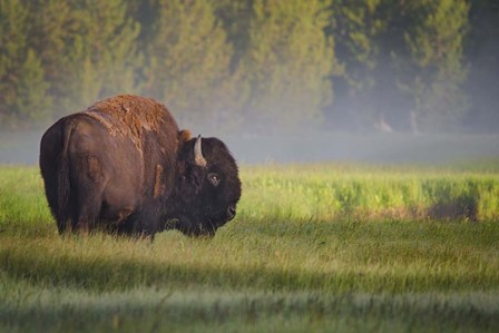 Bison In Morning Light by Sandipan Biswas art print