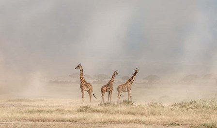 Weathering The Amboseli Dust Devils by Jeffrey C. Sink art print