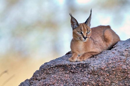 Caracal by Alessandro Catta art print