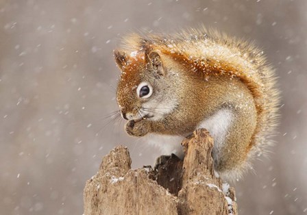 Squirrel in a Snow Storm by Mircea Costina art print