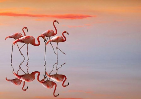 Flamingos Family by Anna Cseresnjes art print