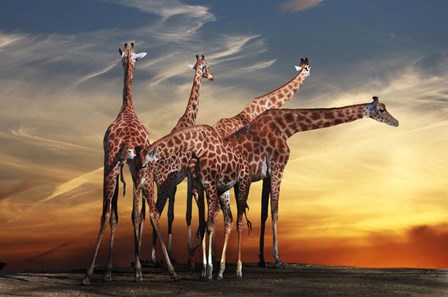 Giraffes by Anna Cseresnjes art print
