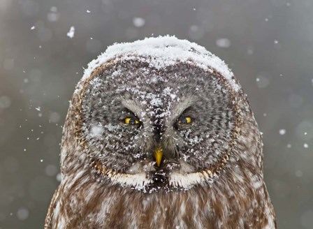Great Grey Owl Winter Portrait by Mircea Costina art print