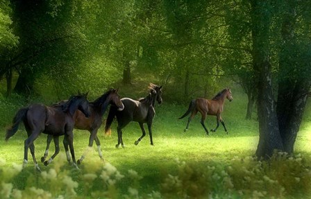 Running Horses by Allan Wallberg art print