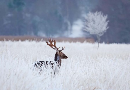 Fallow Deer In The Frozen Winter Landscape by Allan Wallberg art print
