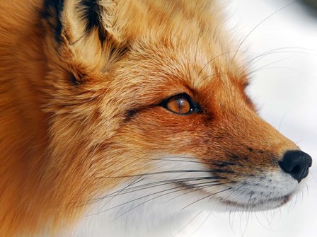 Red Fox by Alain Turgeon art print