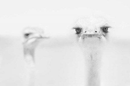 Funny Ostrich by Carlo Tonti art print
