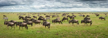 Great Migration In Serengeti Plains by Kirill Trubitsyn art print