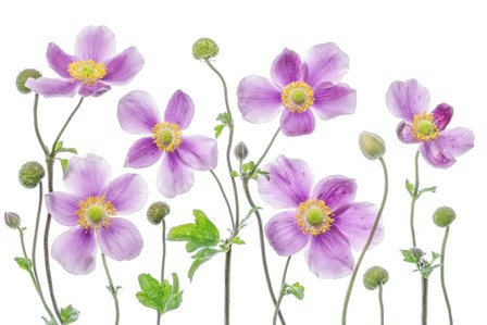 Anemone Japonica by Mandy Disher art print
