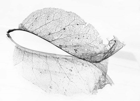 The Old Leaf by Katarina Holmstrom art print