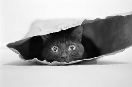 Cat In A Bag by Jeremy Holthuysen art print
