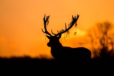 Red Deer Stag Silhouette by Stuart Harling art print