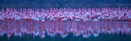 Flamingos by David Hua art print